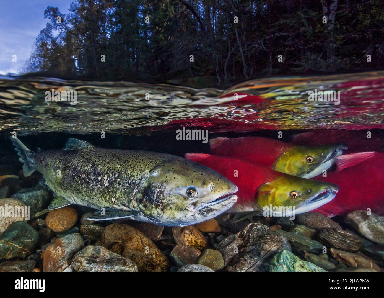 Livello frazionato di salmone Sockeye (Oncorhynchus nerka) e salmone Chinook (Oncorhynchus tshawytscha) durante la corsa al salmone; fiume Adams, British Columbia, Foto Stock