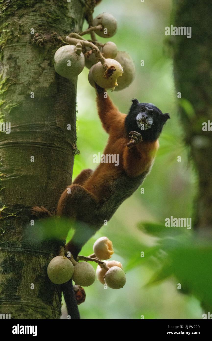 Tamarina dorata (Saguinus tripartitus) che alimenta frutta alla Stazione di biodiversità Tiputini, Amazzonia, Ecuador. Foto Stock