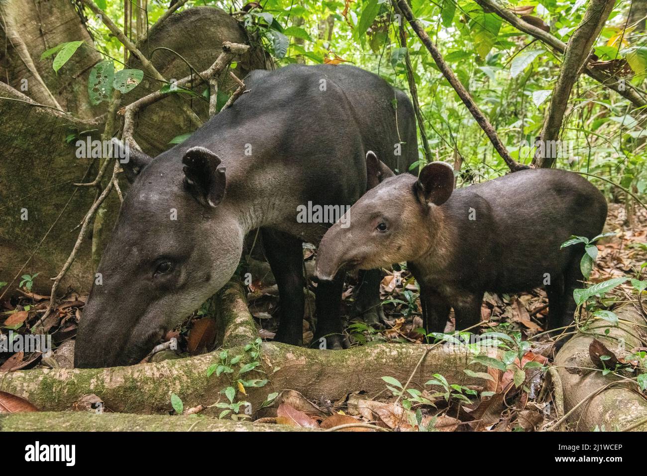 Tapir femmina di Baird (Tapirus bairdii) con vitello, foresta pluviale, Parco Nazionale del Corcovado, Costa Rica. In pericolo. Foto Stock