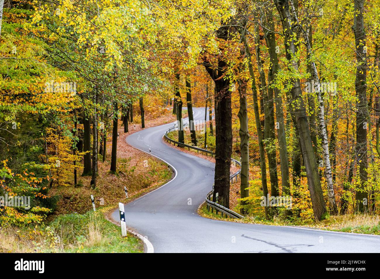 Una strada tortuosa che conduce attraverso alberi colorati nel Parco Nazionale della Svizzera Sassonia in autunno. Foto Stock