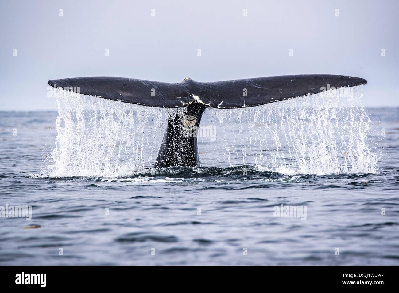 Coda di una balena destra dell'Atlantico settentrionale (Eubalaena glacialis) mentre si tuffa, Golfo di San Lorenzo, Canada. Luglio 2019. Stato IUCN: In pericolo. Foto Stock