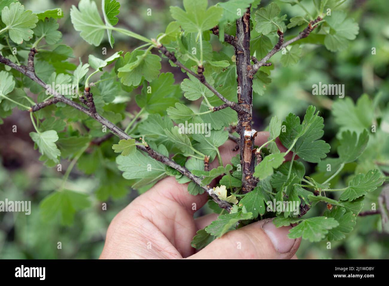 Diaspididae Pest su rami e steli di arbusti in mano. Tracce di infezione succhiare guscio insetto primo piano-up Foto Stock
