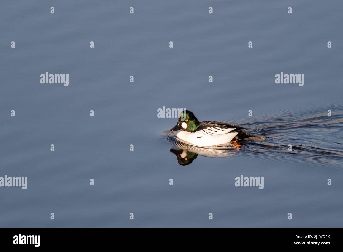 Comune goldeneye, (Bucephala clangula), maschio, nuoto nel lago con acqua calma. Sfondo blu, spazio di copia con spazio per il testo. Foto Stock
