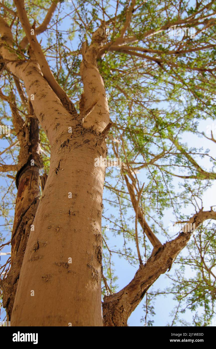 Primo piano di un albero di Acacia fotografato a Wadi Peres Un letto di fiume stagionale nel deserto del Negev nord orientale sul confine meridionale del Judaean Foto Stock