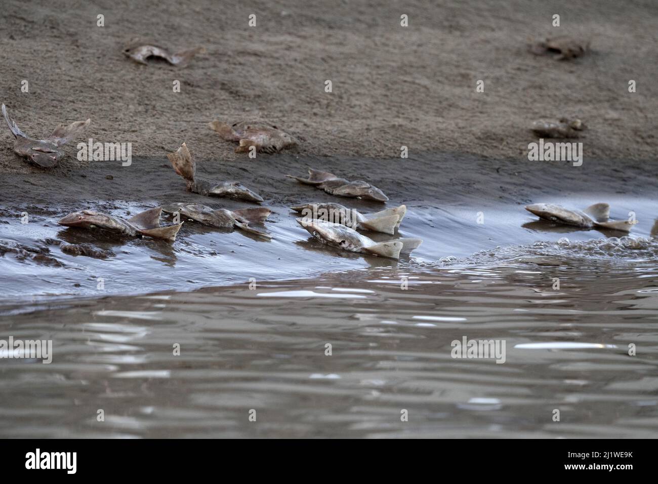 molti squali morti si diriga sulla spiaggia dopo la pinna Foto Stock