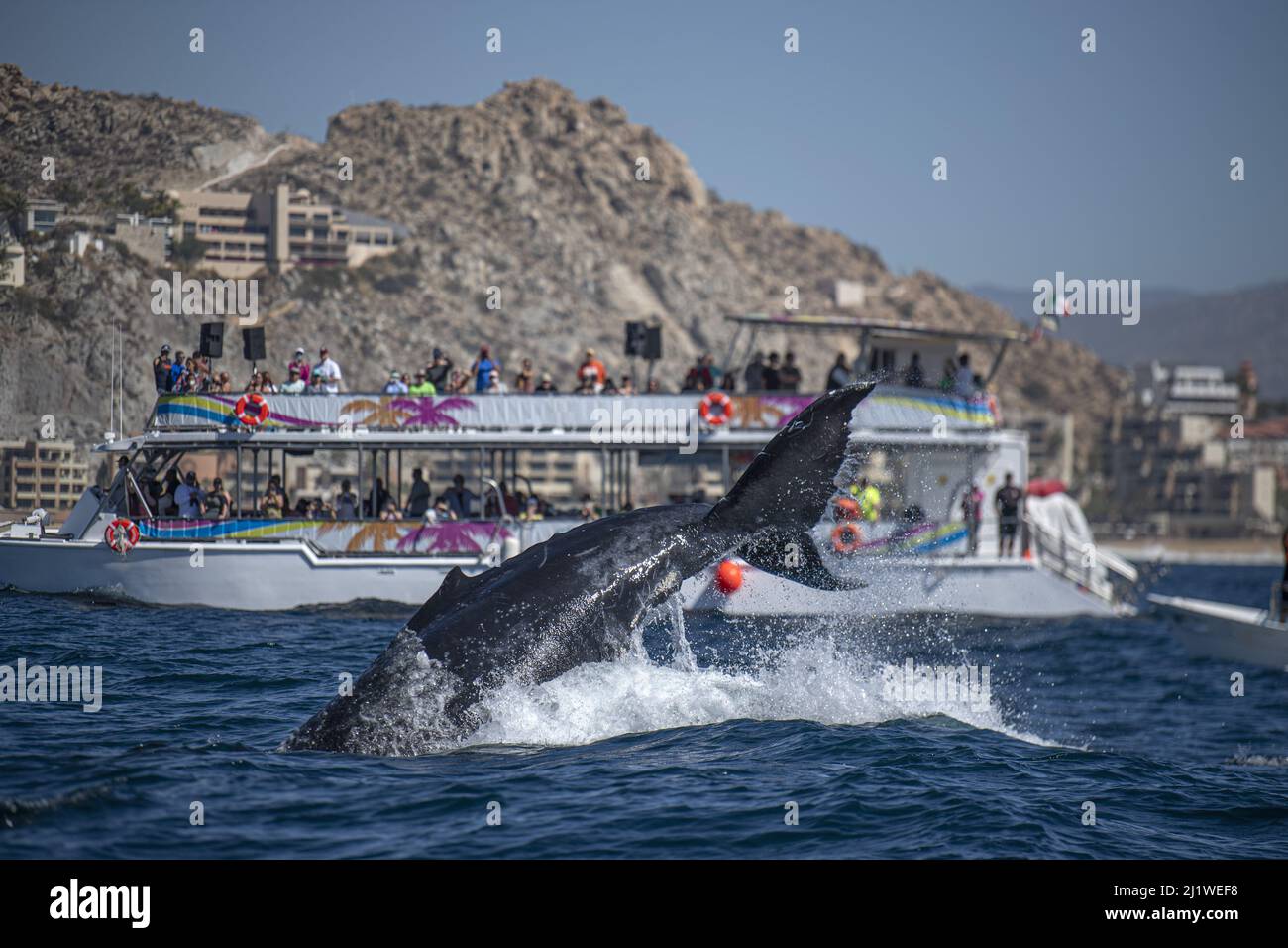 la coda delle megattere a cabo san lucas, messico Foto Stock