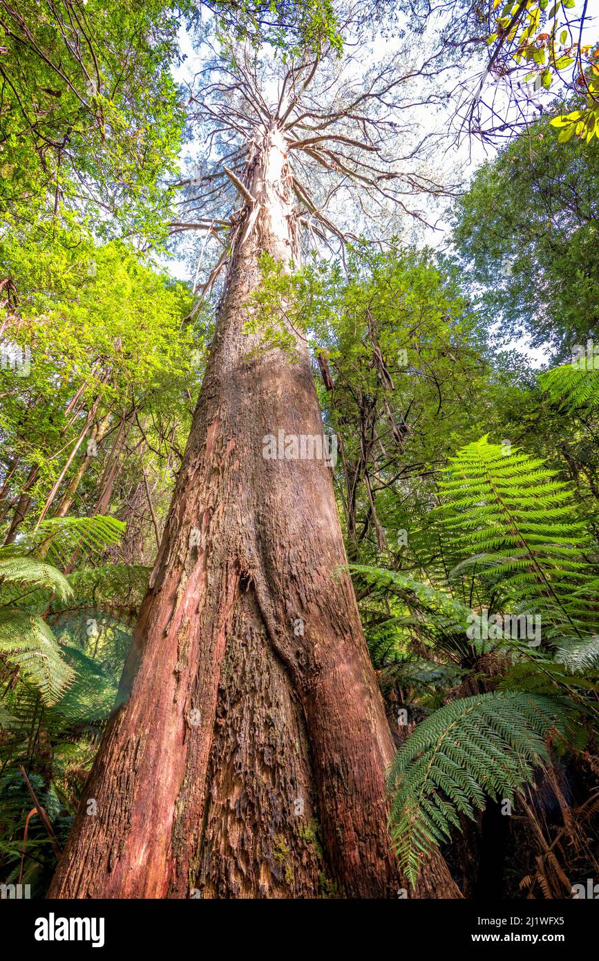 Majestic Mountain Ash Tree (Eucalyptus, regnans), Wirrawilla Rainforest Walk, Toolangi state Park, Victoria, Australia. Foto Stock