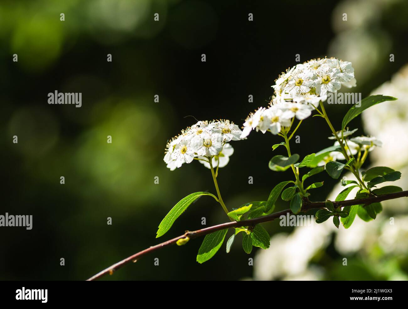 Piccoli fiori di lilla bianca-neve Lobularia maritima Alissum maritimum, alisismo dolce o alison dolce, alissum genere Alissum è una specie di basso-crescente f Foto Stock