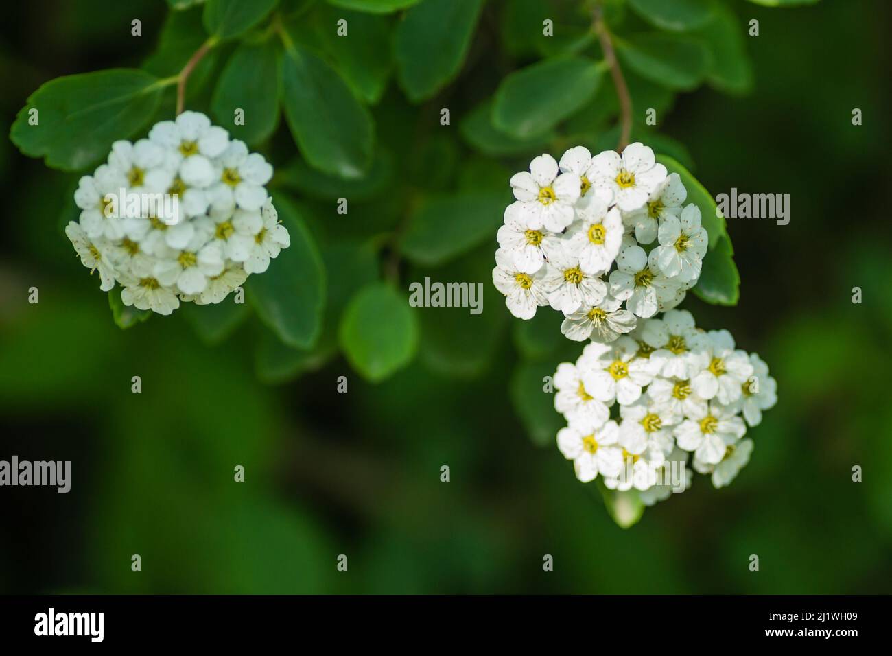 Piccoli fiori di lilla bianca-neve Lobularia maritima Alissum maritimum, alisismo dolce o alison dolce, alissum genere Alissum è una specie di basso-crescente f Foto Stock
