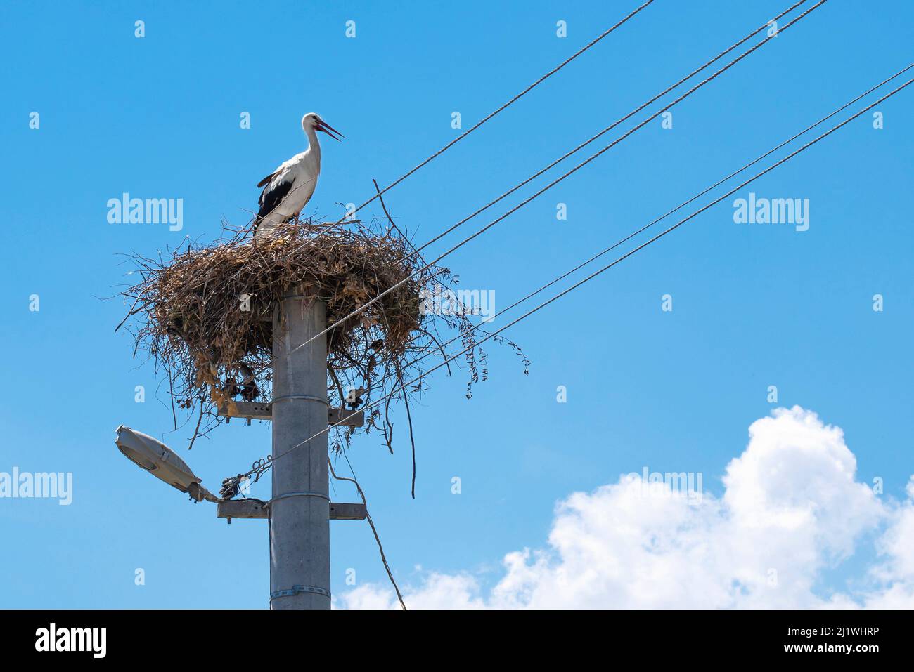 Cicogna nel nido. Sullo sfondo c'è il cielo blu Foto Stock