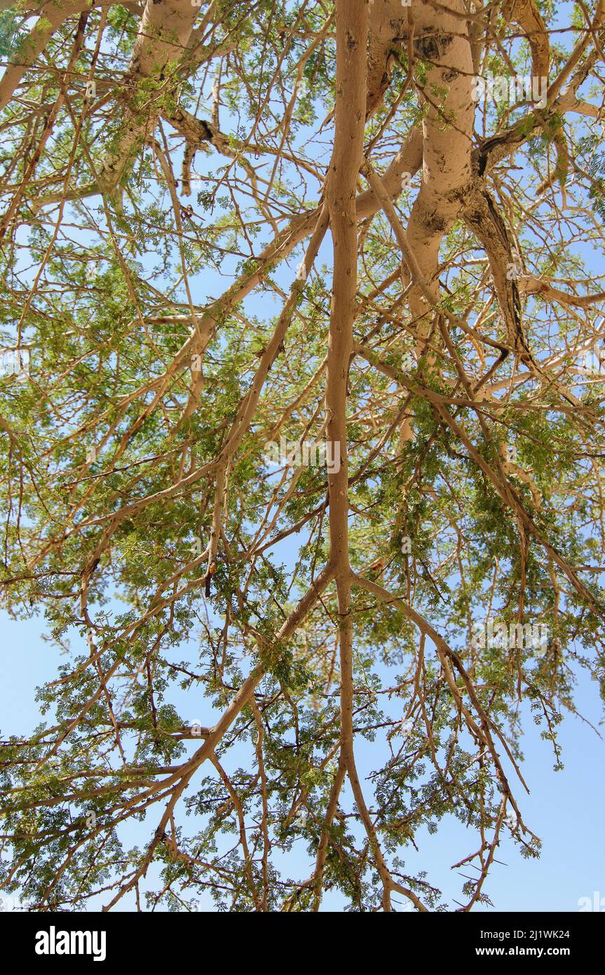 Primo piano di un albero di Acacia fotografato a Wadi Peres Un letto di fiume stagionale nel deserto del Negev di Pasqua del Nord sul confine meridionale del Deser giudaico Foto Stock