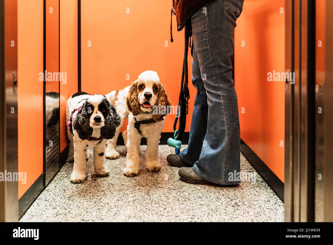 pet cucciolo e sua mamma in ascensore pronto a uscire per la loro passeggiata quotidiana. Cocker spaniel americano Foto Stock