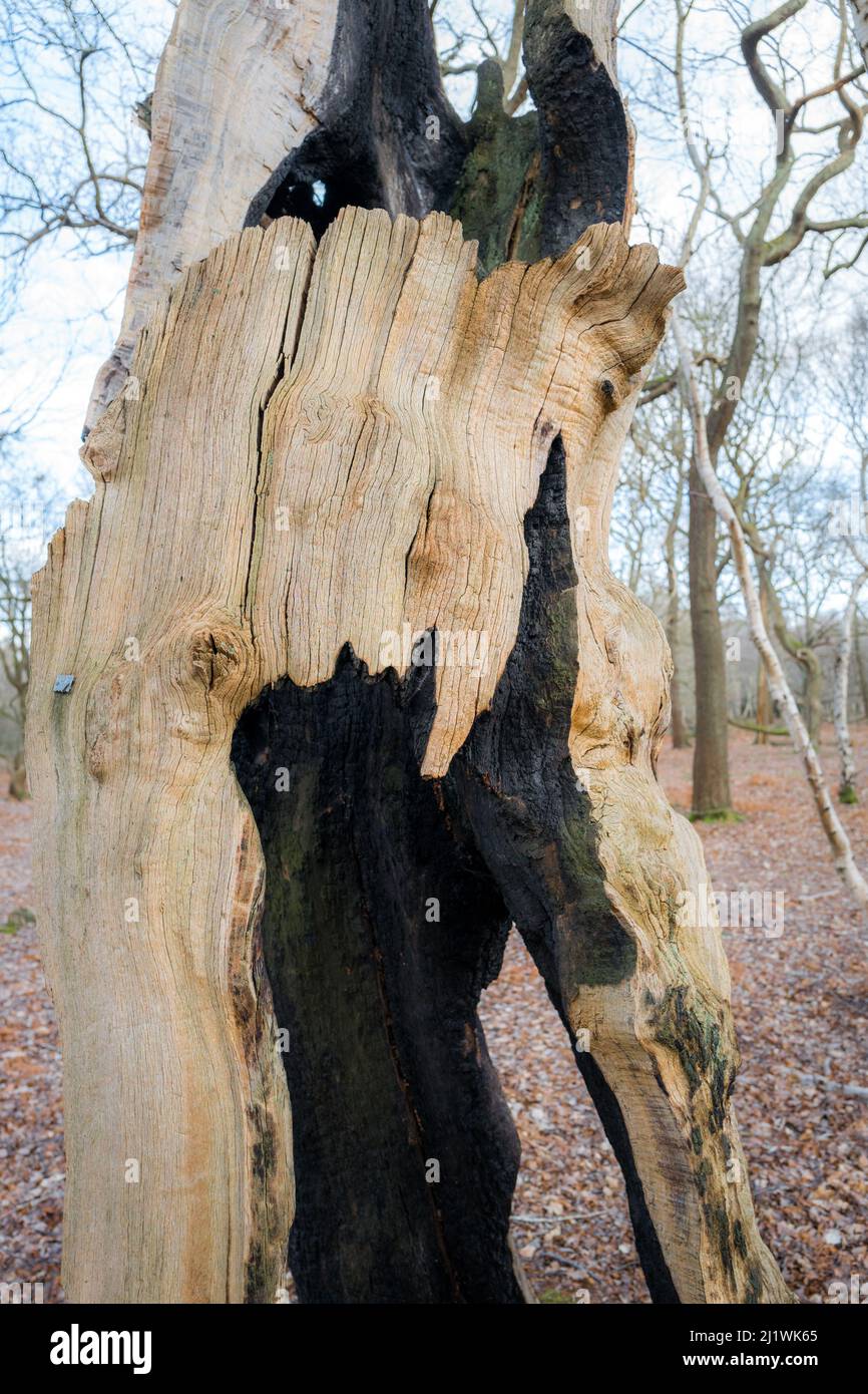 Un incendio danneggiato, vecchio morto e decadente quercia inglese nella foresta di Sherwood. Foto Stock