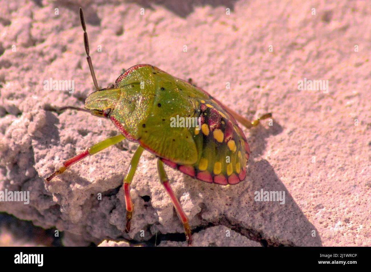 Nezara viridula, Southern Green Shield Bug Foto Stock