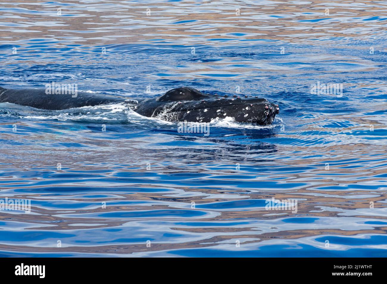 balena humpback o megaptera novaengliae con rostro sopra l'acqua rivelando tubercoli e paraspruzzi Foto Stock