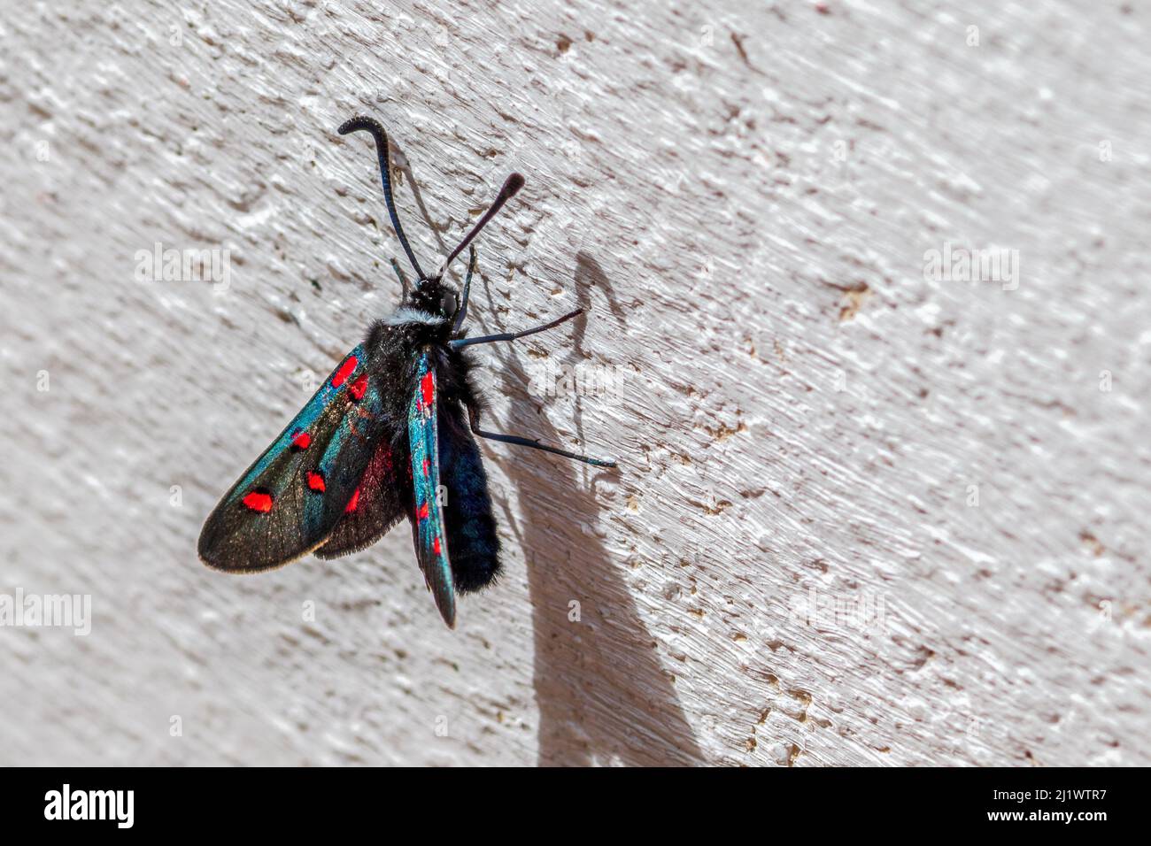 Zygaena lavandulae, Burnett Moth Foto Stock