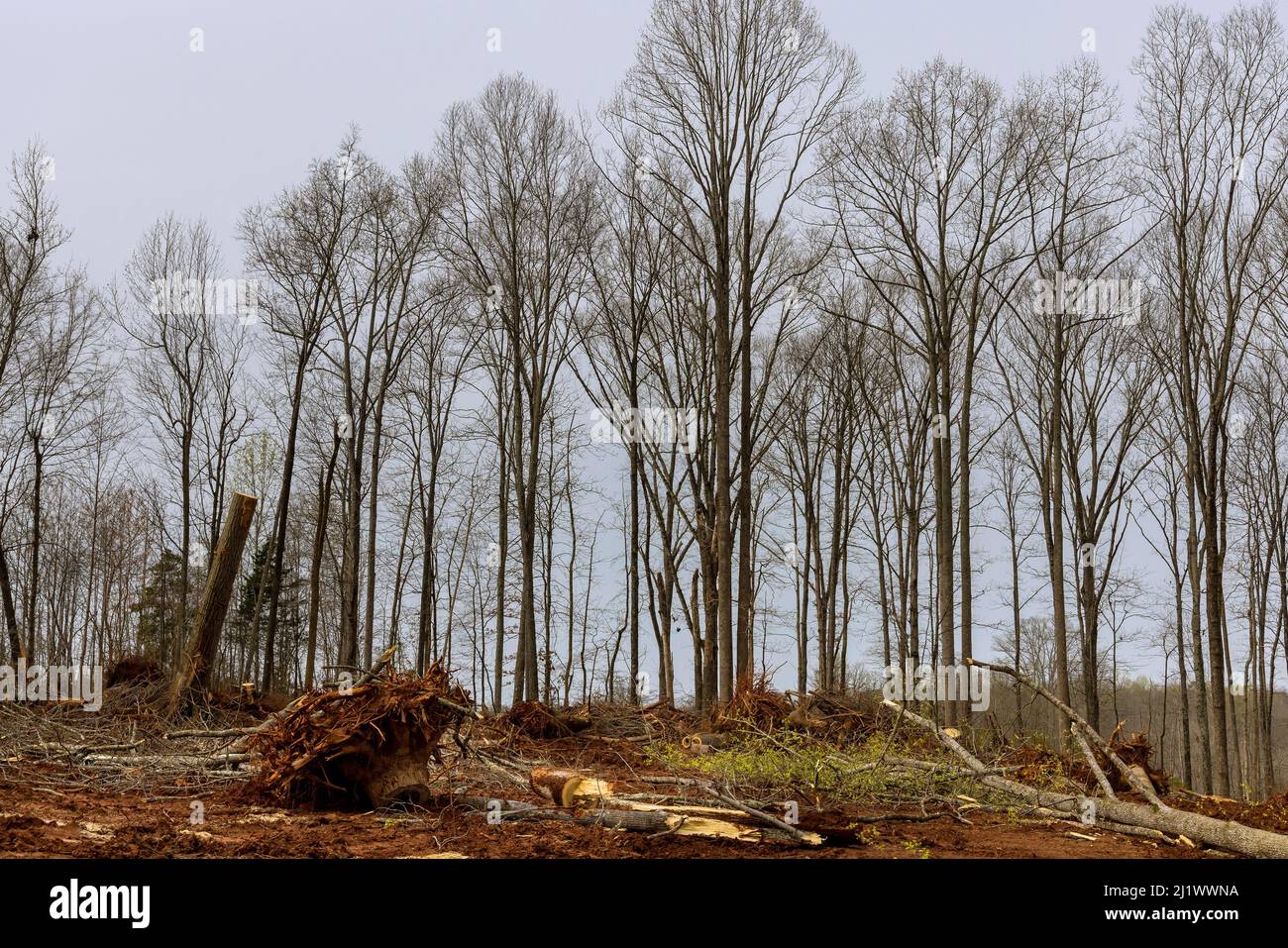 Albero sradicato dalla terra sulla rimozione dell'albero dei ceppi Foto Stock