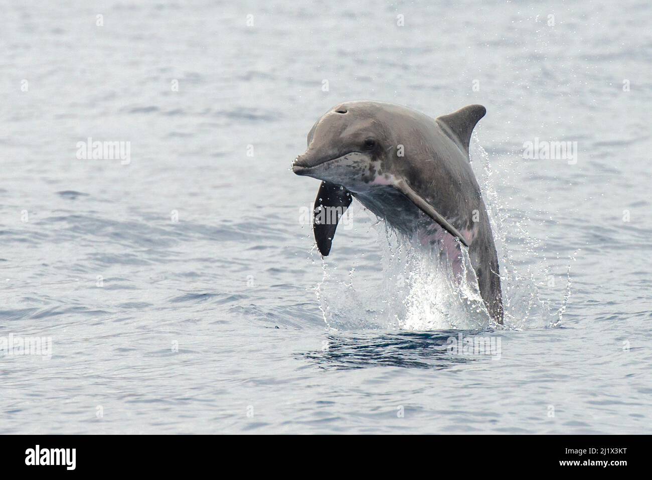 Delfino a denti ruvidi (Steno bredanensis) porpoising, El Hierro, Isole Canarie. Foto Stock