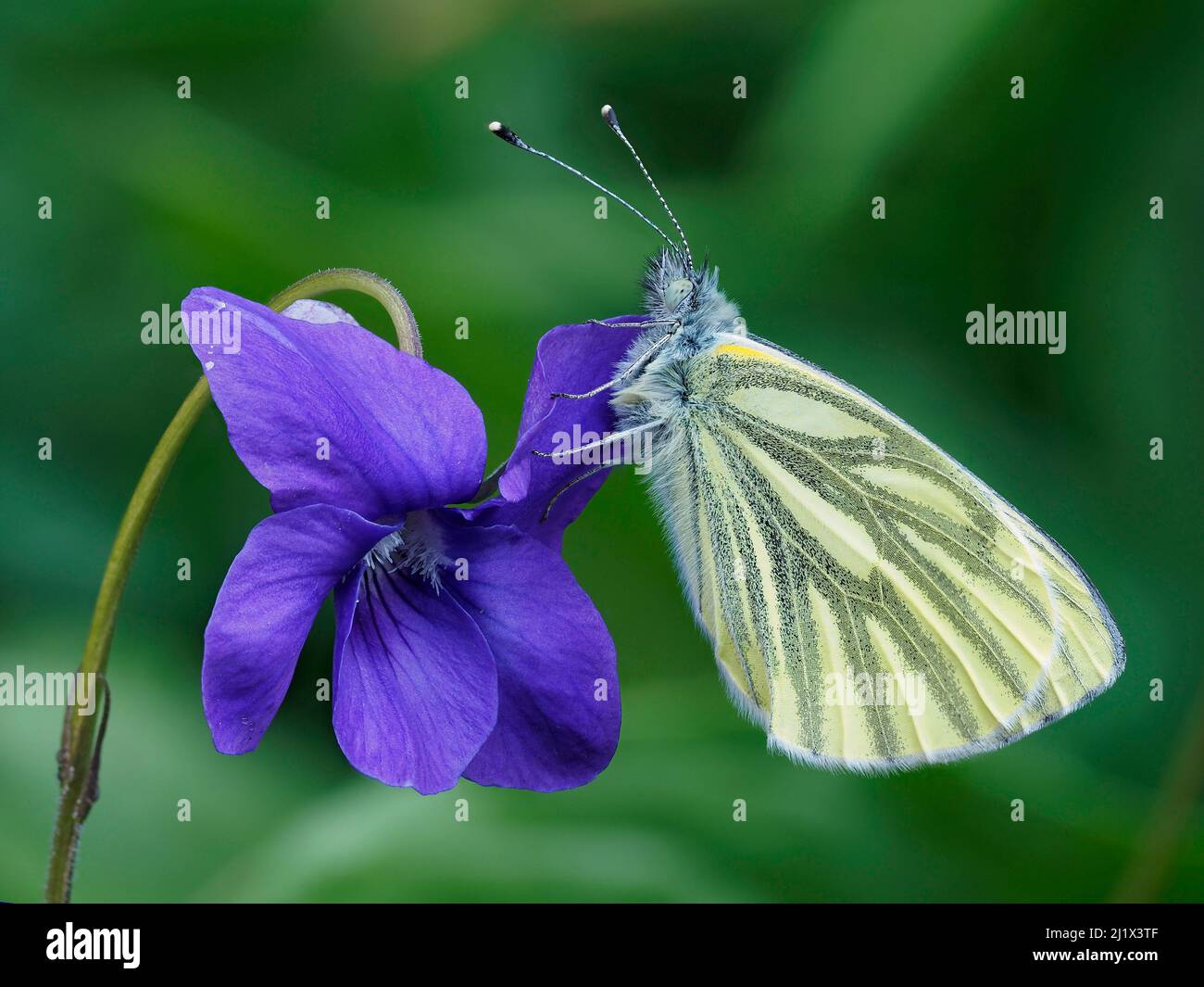 Farfalla bianca venata verde (Pieris napi) che brulica su un fiore di violetta del cane, Hertofrdshire, Inghilterra, Regno Unito, aprile - fuoco impilato Foto Stock