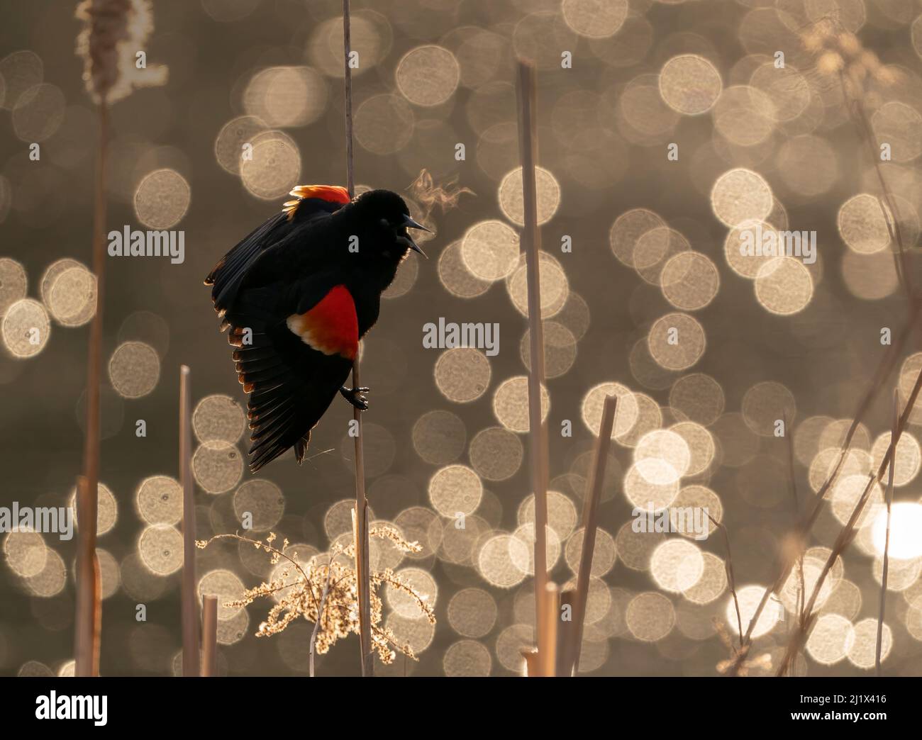 Blackbird (Agelaius phoeniceus) maschio che chiama/visualizza, Ithaca, New York, USA. Marzo 2020. Foto Stock