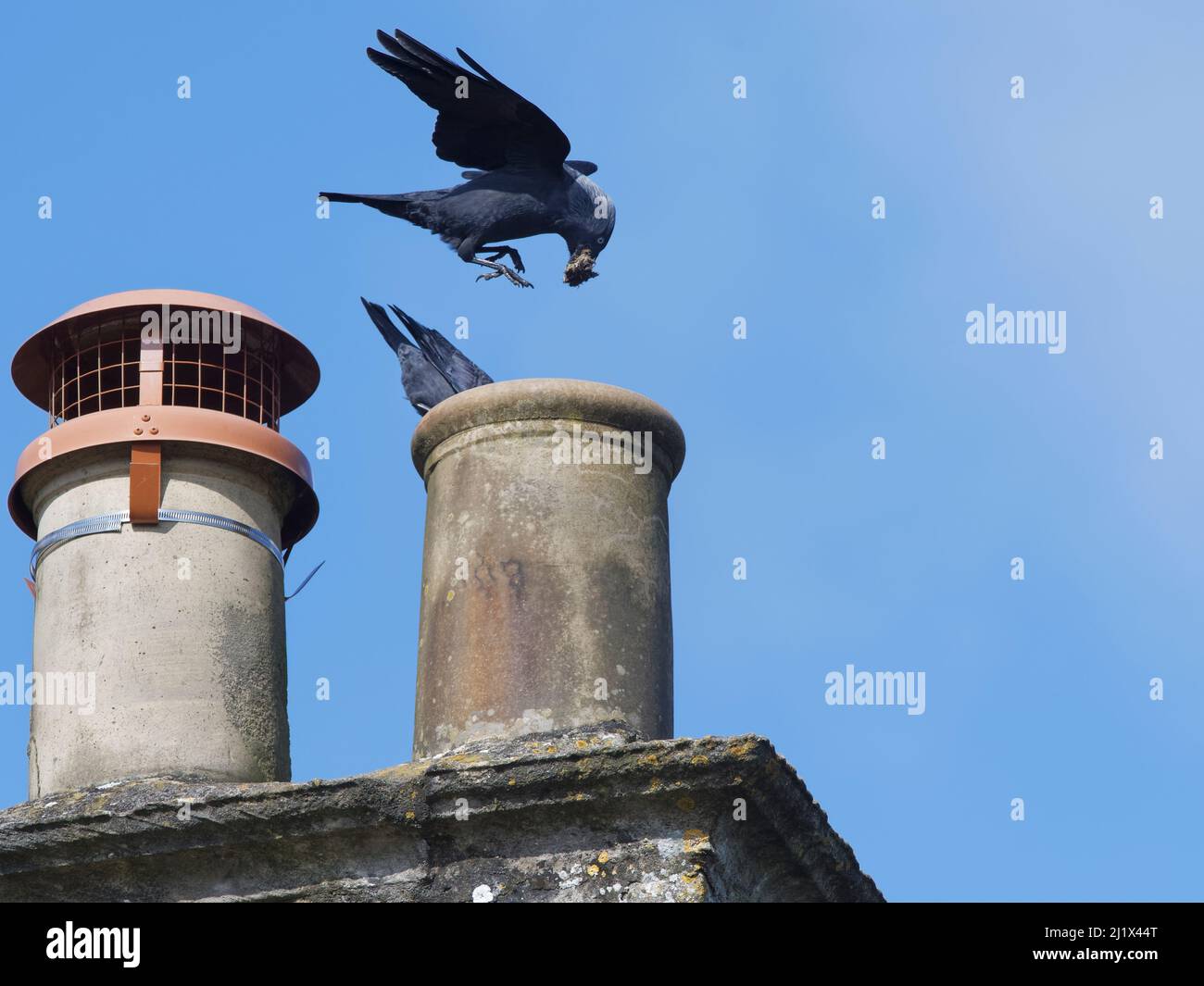 Jackdaw (Corvus monidula) coppia portando piccoli bastoni e foglie per il loro nido in un camino con, Wiltshire, UK, marzo. Foto Stock