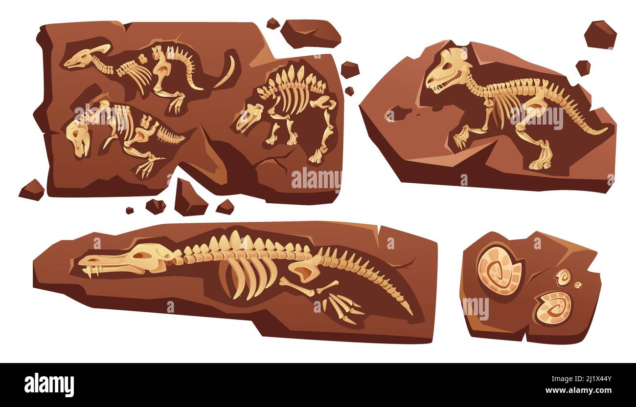 Scheletri fossili di dinosauri, conchiglie sepolte di lumache, reperti paleontologici. Cartoni animati vettoriali illustrazione di sezioni di pietra con ossa di rettili preistorici Illustrazione Vettoriale