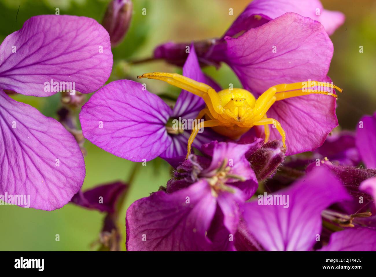 Fiore ragno granchio (Misumena vatia) in posa di caccia su fiori onestà, aprile, Bristol, Regno Unito Foto Stock