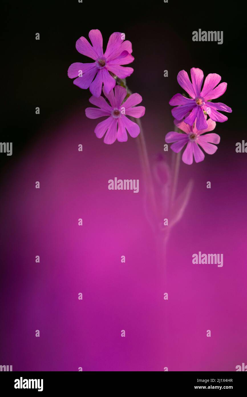 Red Campion (Silene dioica), retroilluminata alla luce del sole della mattina presto, primavera, Broxwater, Cornovaglia, Regno Unito. Aprile. Foto Stock