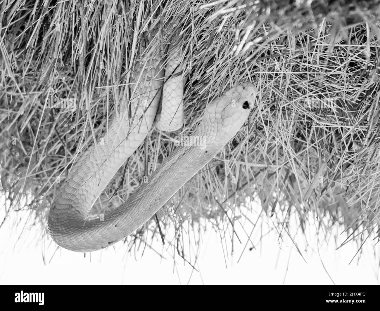 Un capo Cobra alla ricerca di uccelli in un nido socievole Weavers nel Kalahari, Sudafrica Foto Stock