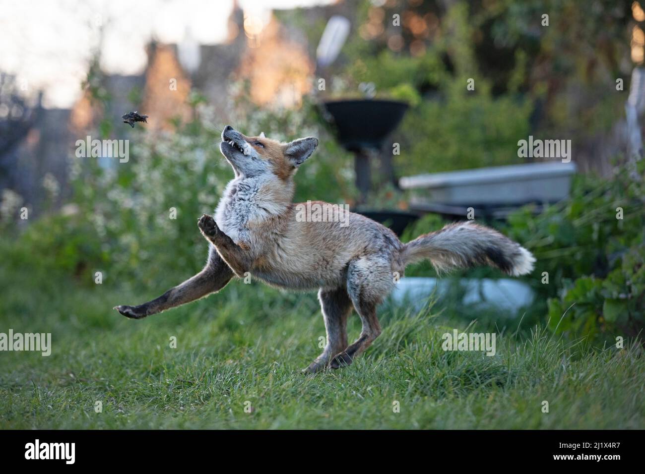 La volpe rossa (Vulpes vulpes) gioca con una rana da giardino comune morta (Rana temporaria) su assegnazione, Londra del Nord, Inghilterra, durante il blocco del coronavirus, marzo Foto Stock