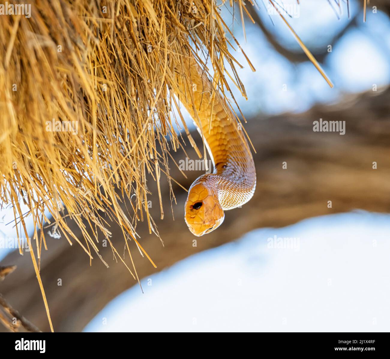 Un capo Cobra alla ricerca di uccelli in un nido socievole Weavers nel Kalahari, Sudafrica Foto Stock