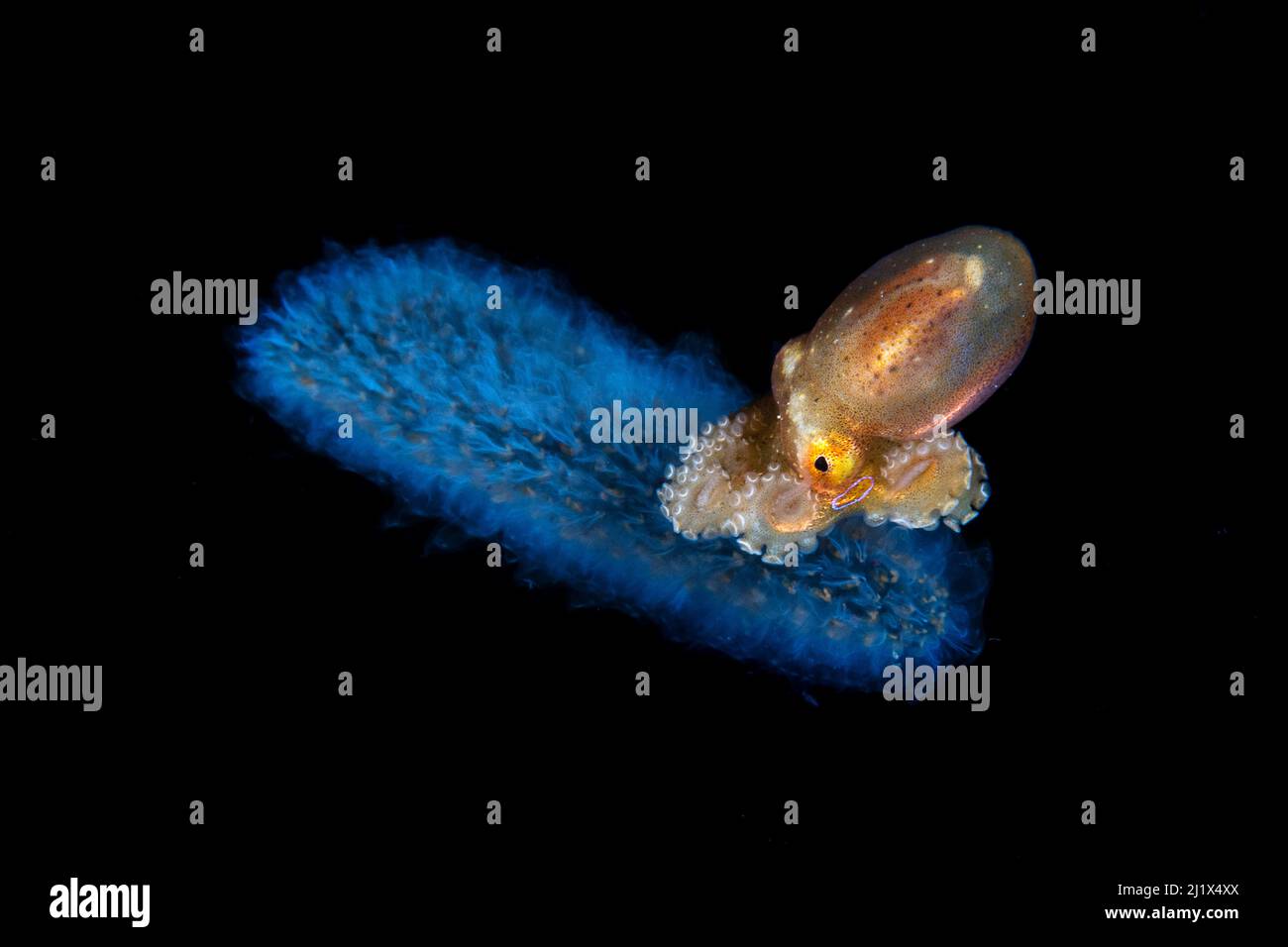 Mototi polpo / veleno occellato polpo, (Octopus mototi), derfting nella zona pelagica su un tunicato (Pyrosoma sp) Balayan Bay, Off Anilao, Batanga Foto Stock