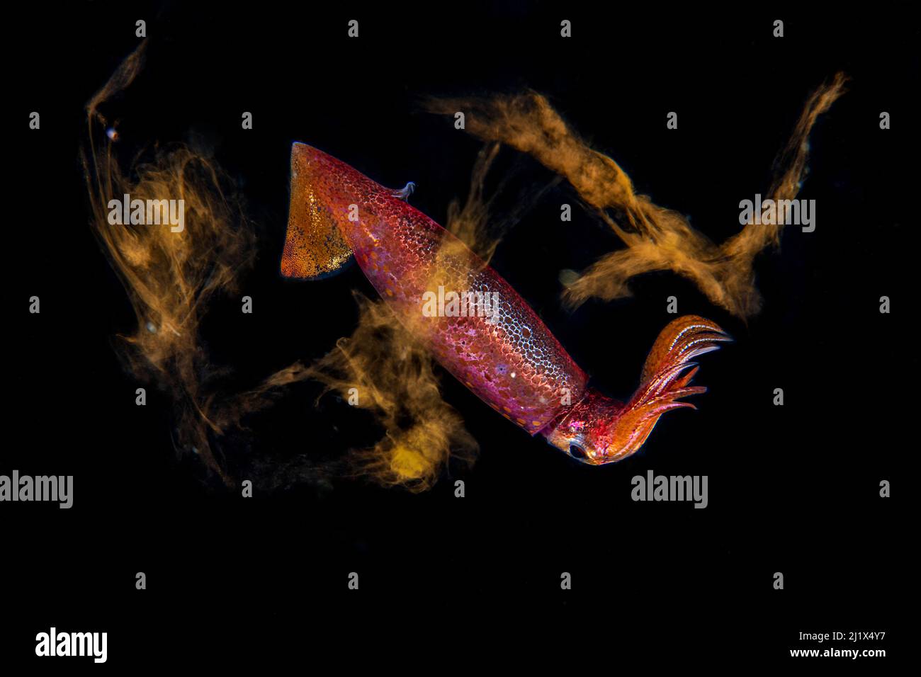 Calamari al neon (Ommastrephes bartramii) che producono inchiostro, Balayan Bay, al largo di Anilao, Batangas, Filippine, Oceano Pacifico. Foto Stock