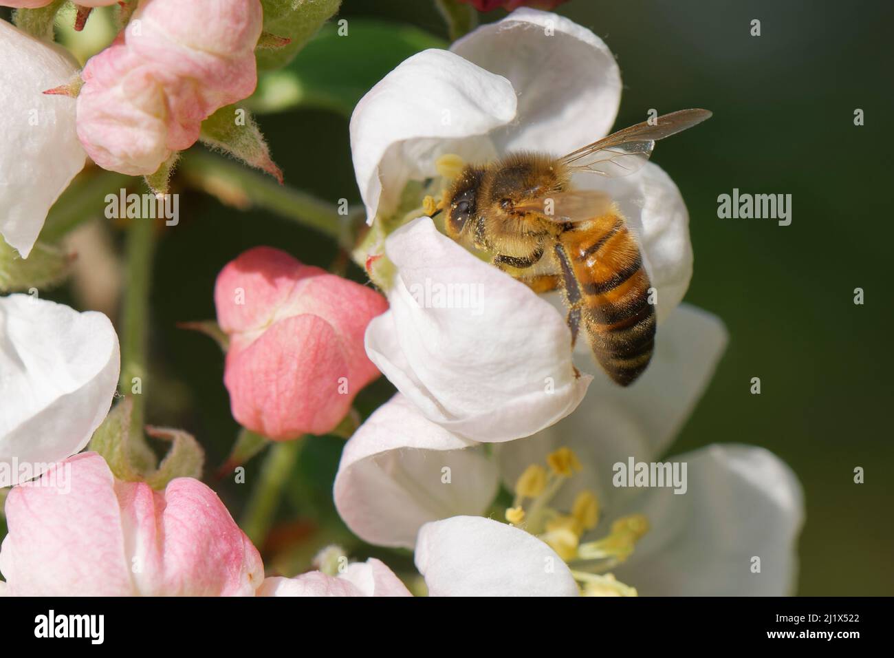 Miele ape (Apis mellifera) nectaing su un granchio mela (Malus sylvestnis) fiore in un giardino, Wiltshire, Regno Unito, aprile. Foto Stock