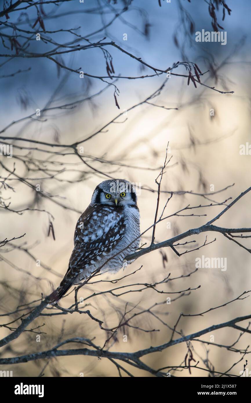 Gufo di falco (Surnia ulula) che si trova in un albero di adler al tramonto, contea di Varumaa, Estonia meridionale. Febbraio. Foto Stock