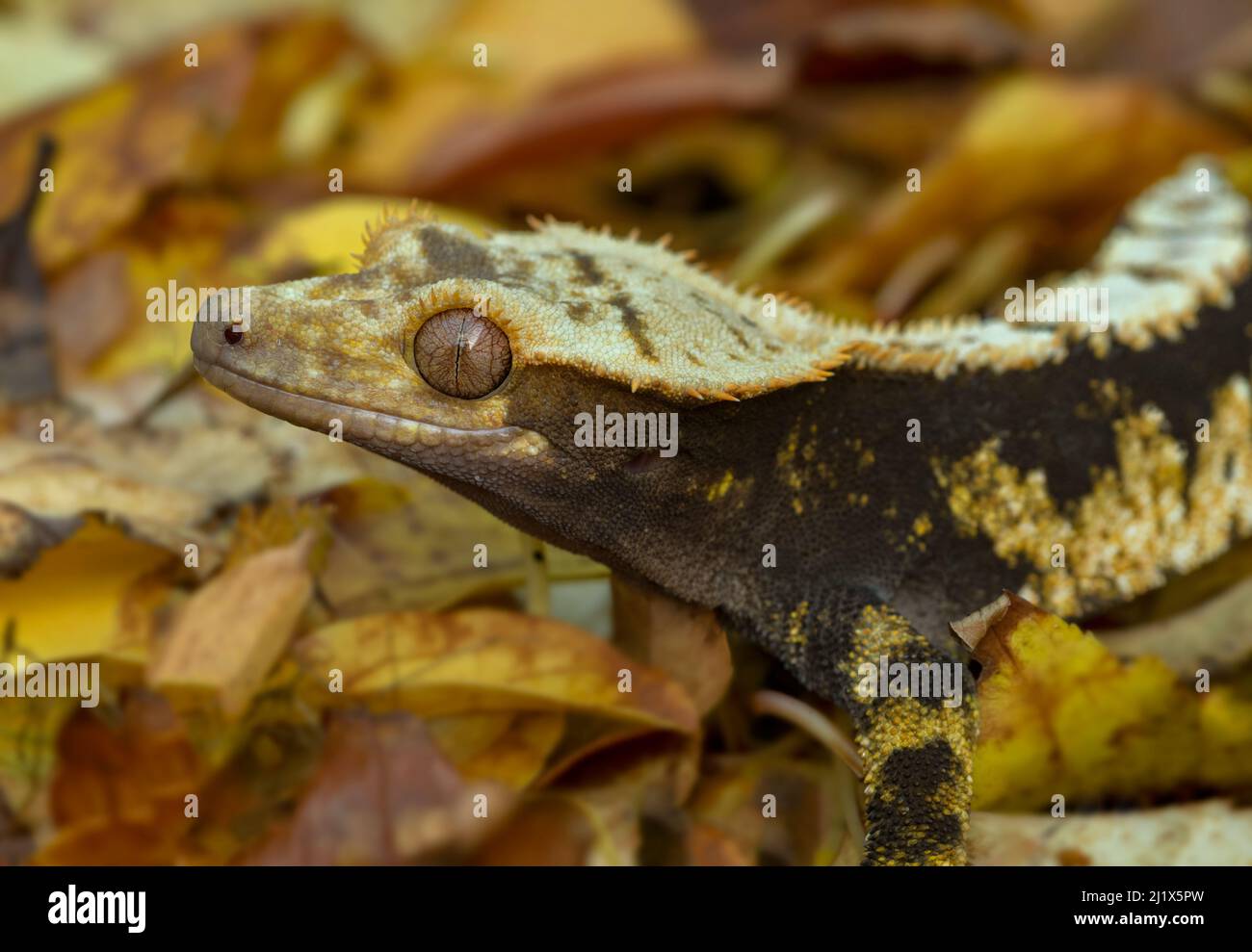 Crested gecko (Correlophus ciliatus), Nuova Caledonia, condizioni controllate Foto Stock