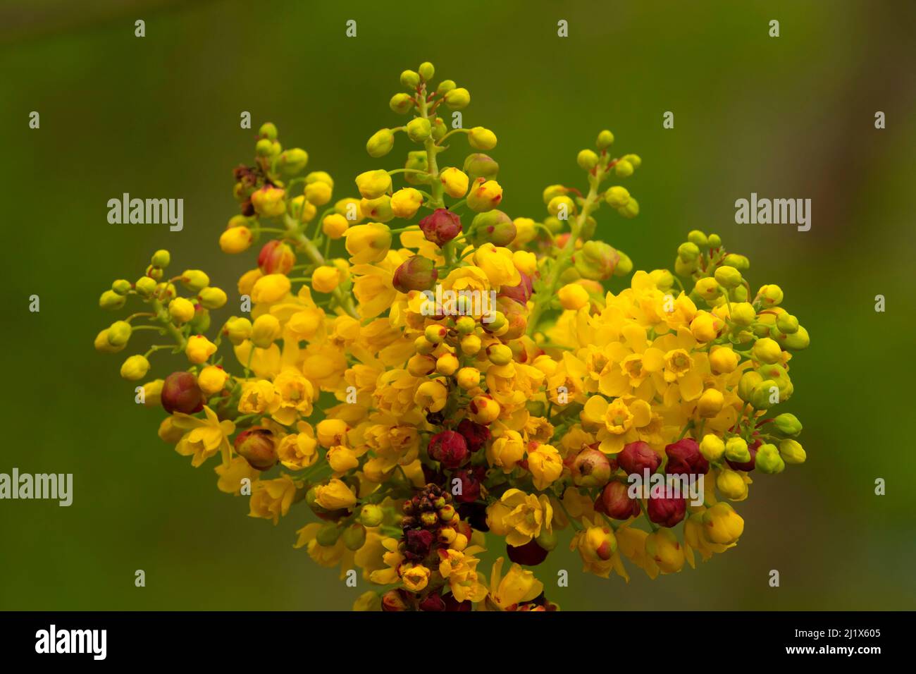 Oregon Grape (Mahonia aquifolium), Bushs Pasture Park, Salem, Oregon Foto Stock