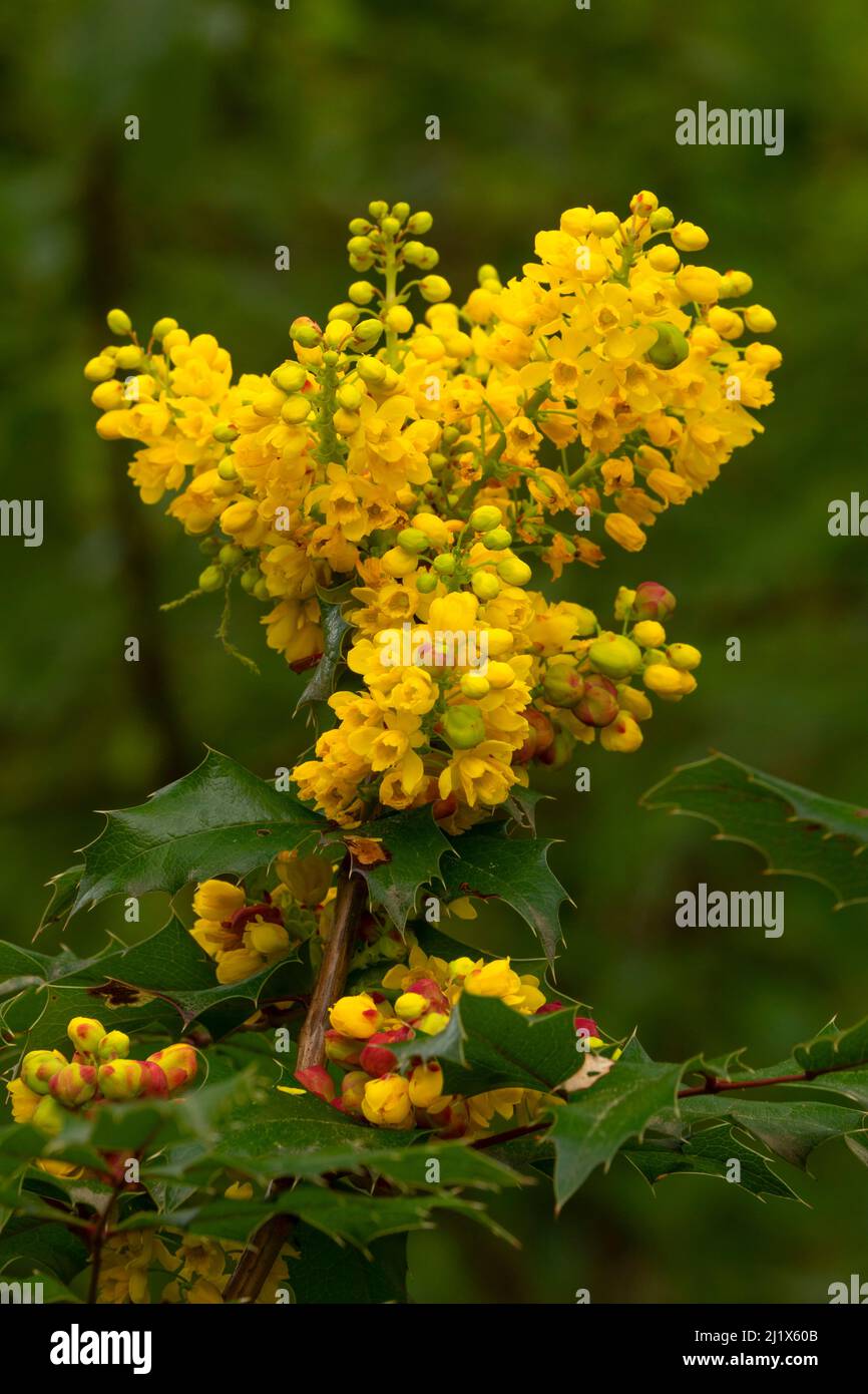 Oregon Grape (Mahonia aquifolium), Bushs Pasture Park, Salem, Oregon Foto Stock