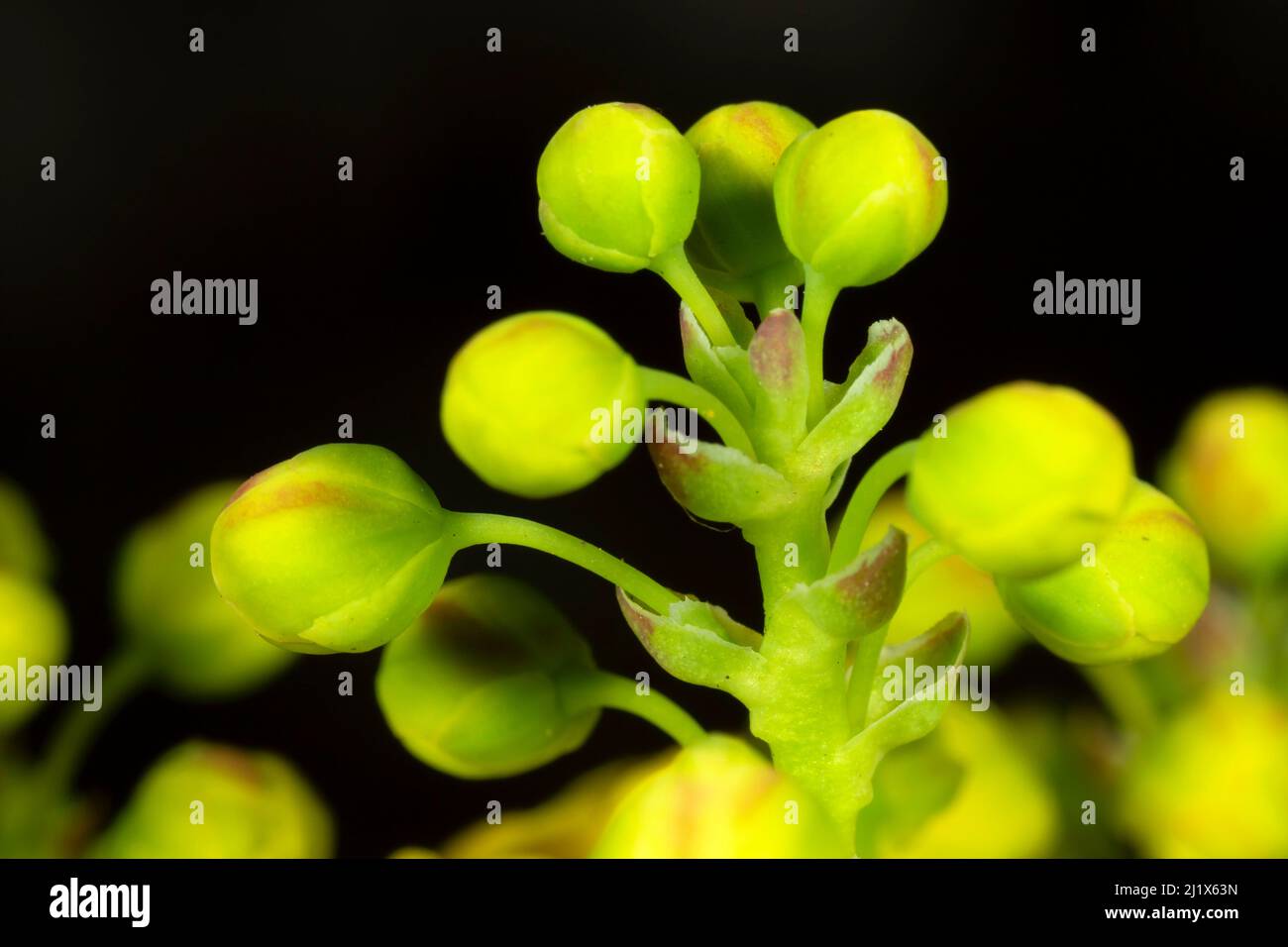 Oregon Grape (Mahonia aquifolium), state Capitol state Park, Salem, Oregon Foto Stock