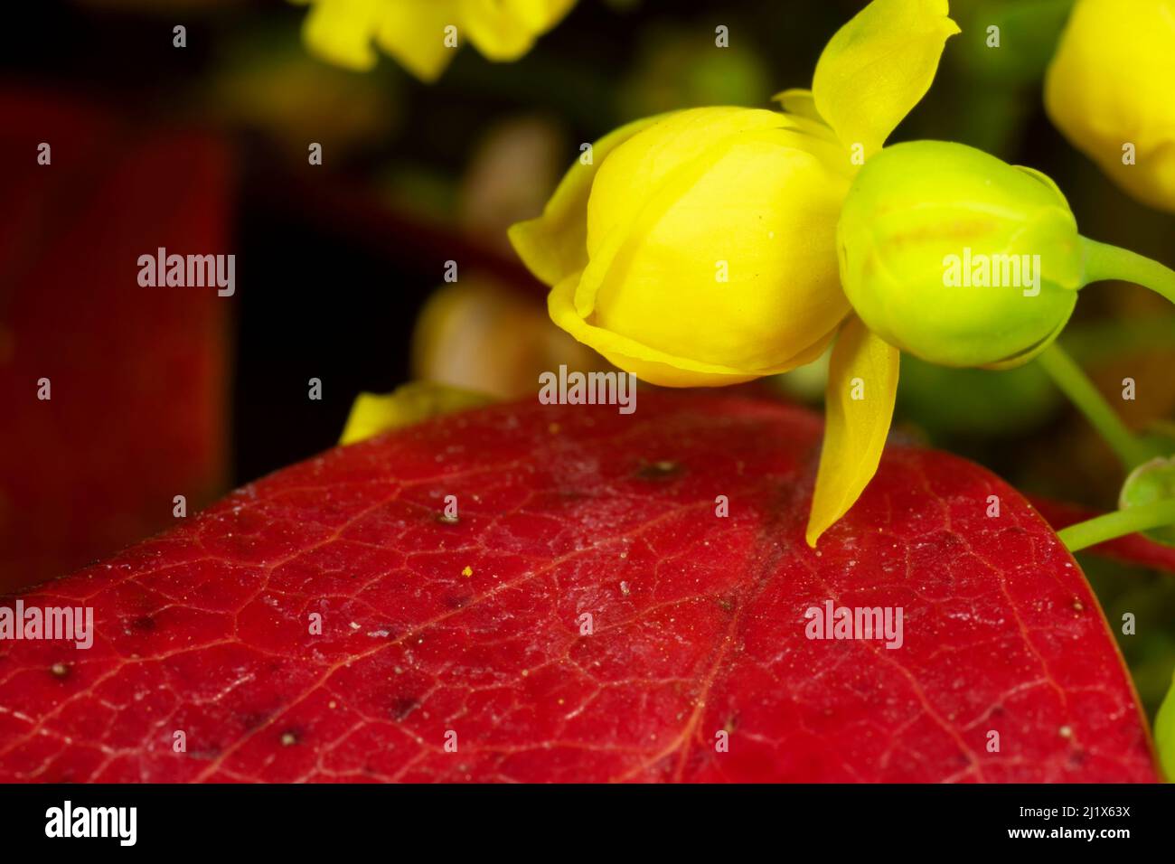 Oregon Grape (Mahonia aquifolium), state Capitol state Park, Salem, Oregon Foto Stock