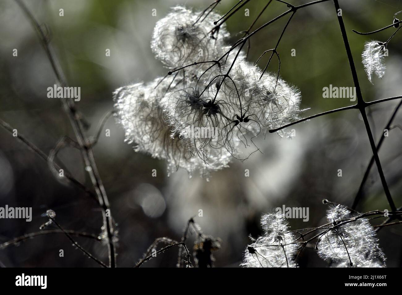 Barba di vecchio uomo / gioia di viaggiatore (Clematis vitalba) in un hedgerow, Kent, Regno Unito. Febbraio Foto Stock