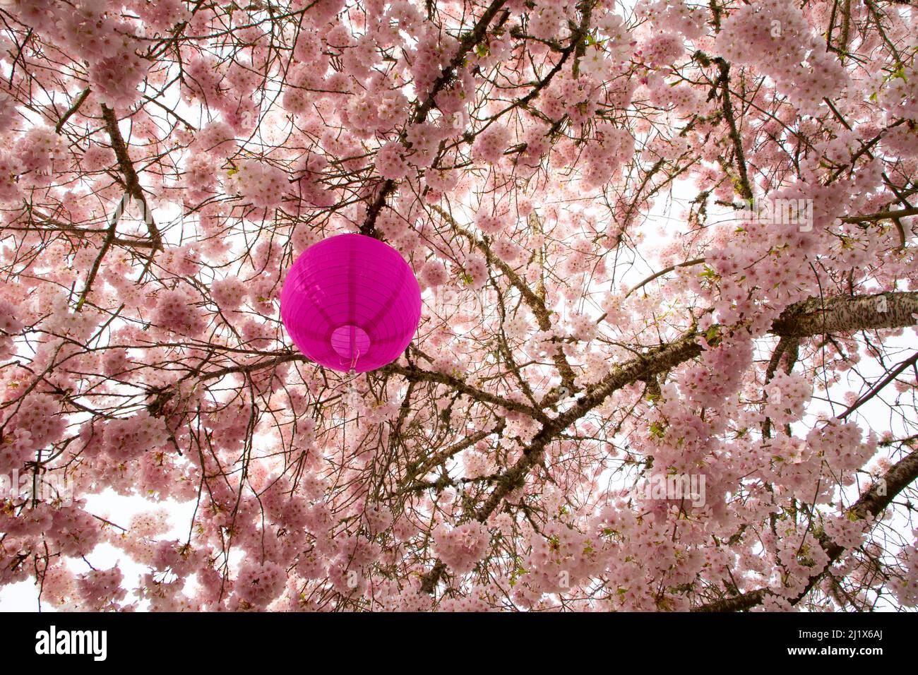 Lanterna di carta in fiori di ciliegia, state Capitol state Park, Salem, Oregon Foto Stock