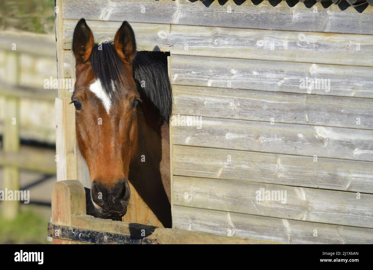 Cavallo che rimane la testa fuori dalla sua stalla, Kent, Inghilterra Foto Stock