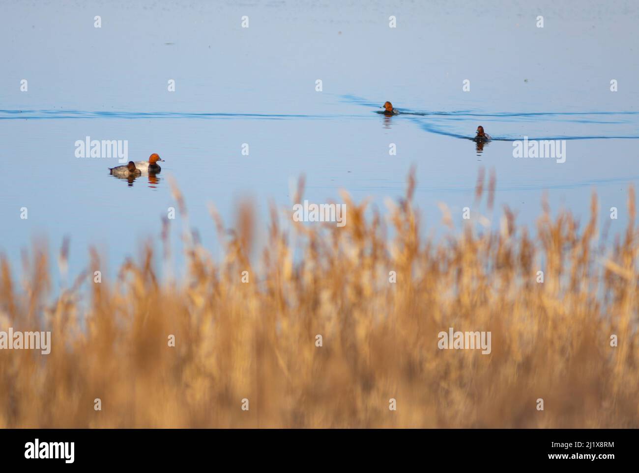 Quattro (4) Pochards comuni (Aythya ferina) nuoto in Gallocanta piscina (Laguna de Gallocanta) Foto Stock