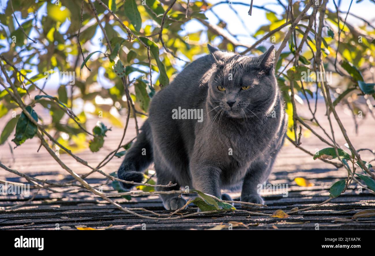 Un gatto grigio russo arrabbiato sul tetto con occhi perforanti. La pelliccia rimane in piedi dritta, gonfiata verso l'alto e si arca sul retro per apparire più grande a indicare Foto Stock