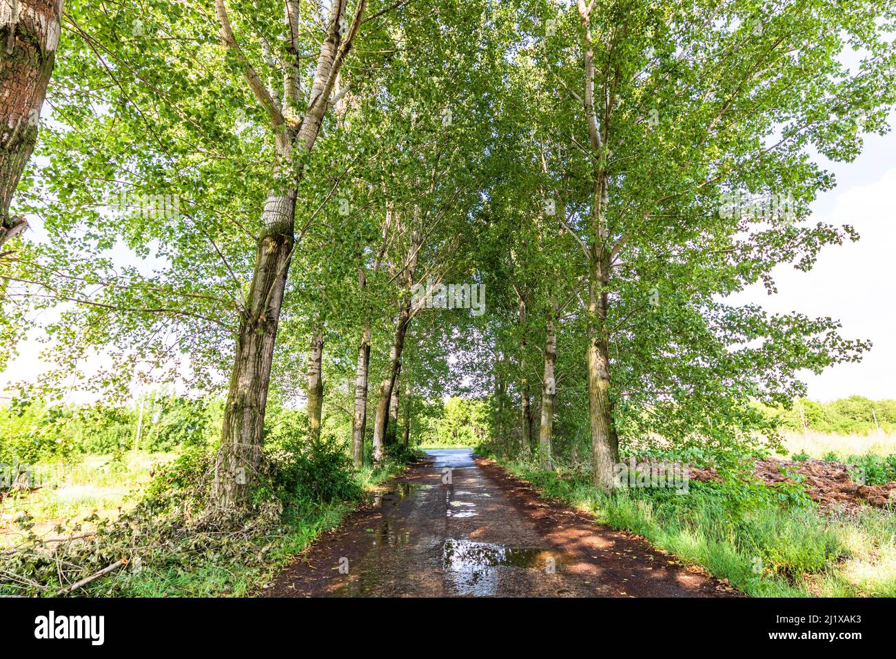 Via attraverso una fila di alberi in un giorno di sole dopo la pioggia. Foto Stock