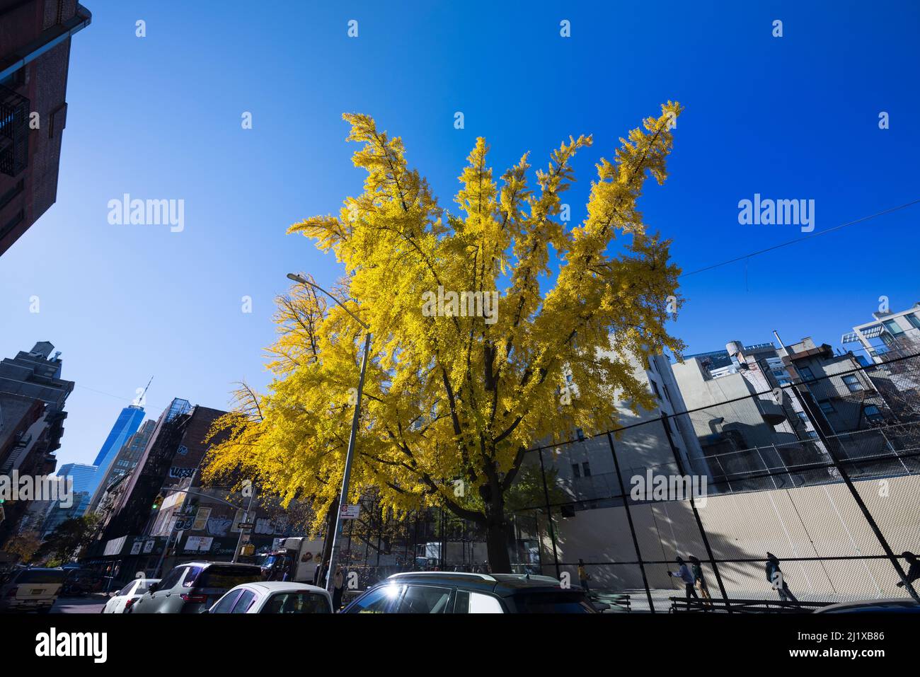Grande foglia autunnale colore Gingko alberi si levano in piedi sulla strada nel distretto di Soho NYC Foto Stock