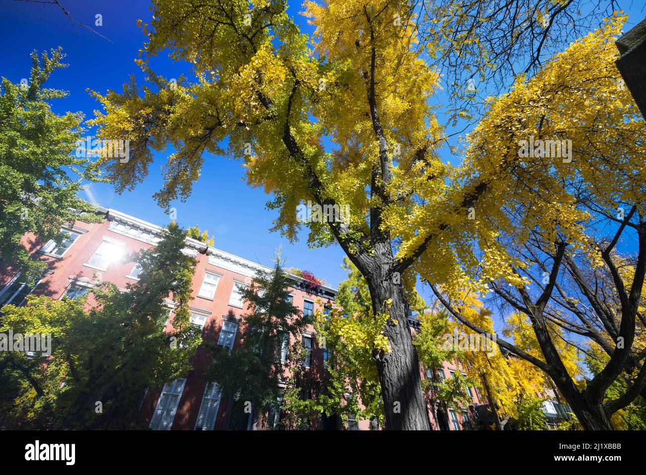 Il colore della foglia autunnale Gingko gli alberi si erigono sulla strada nel West Village NYC Foto Stock