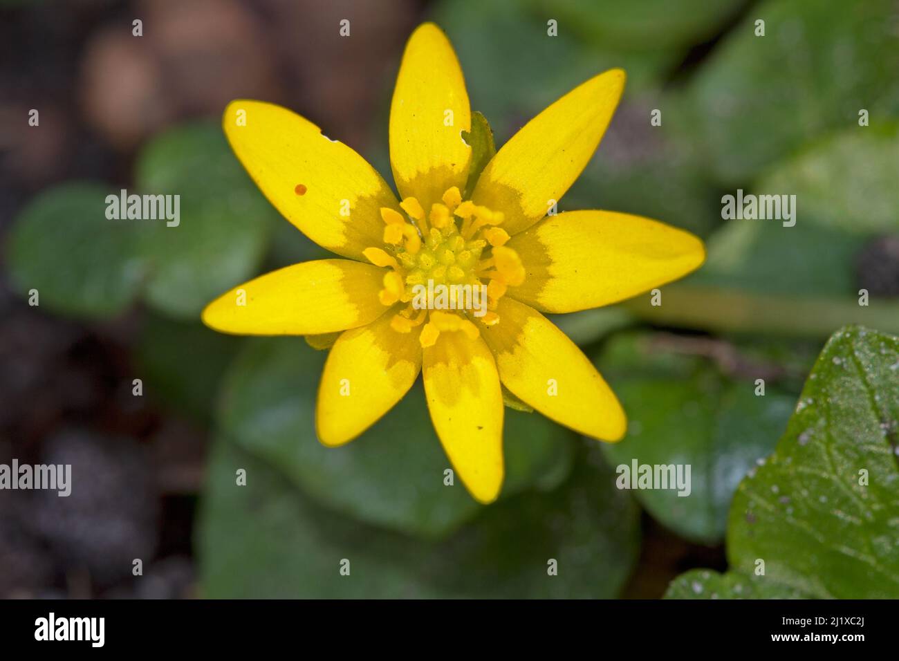 Celandina minore, un bel fiore giallo all'inizio della primavera Foto Stock