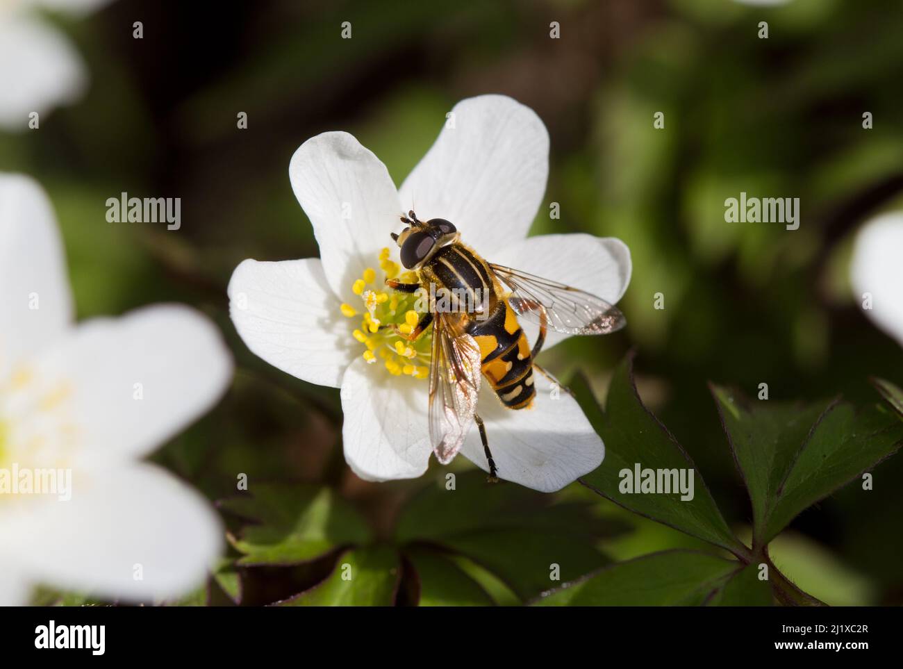 Hoverfly su timens di legno Anemone fiore Foto Stock
